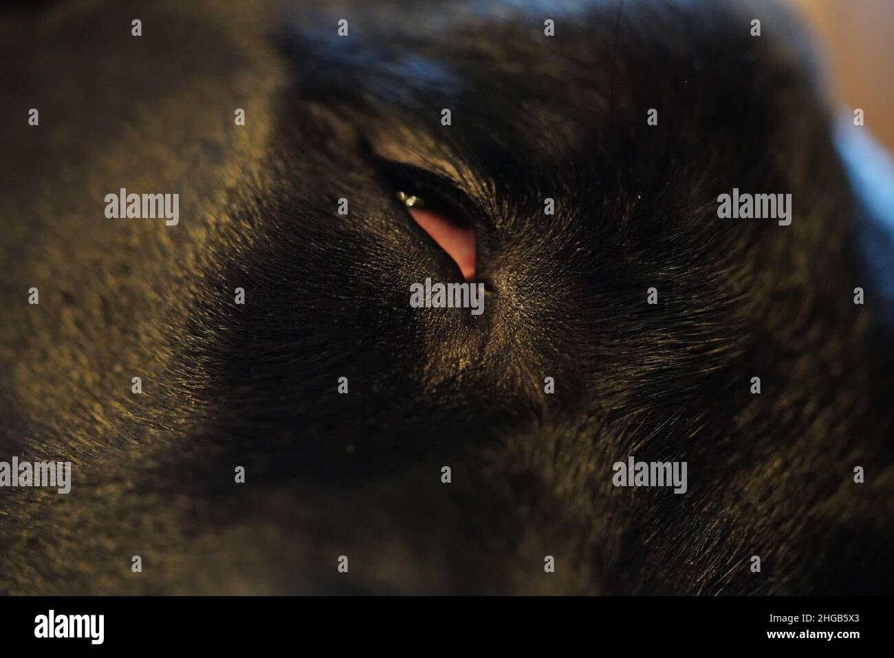Il Labrador nero sleeping Foto Stock