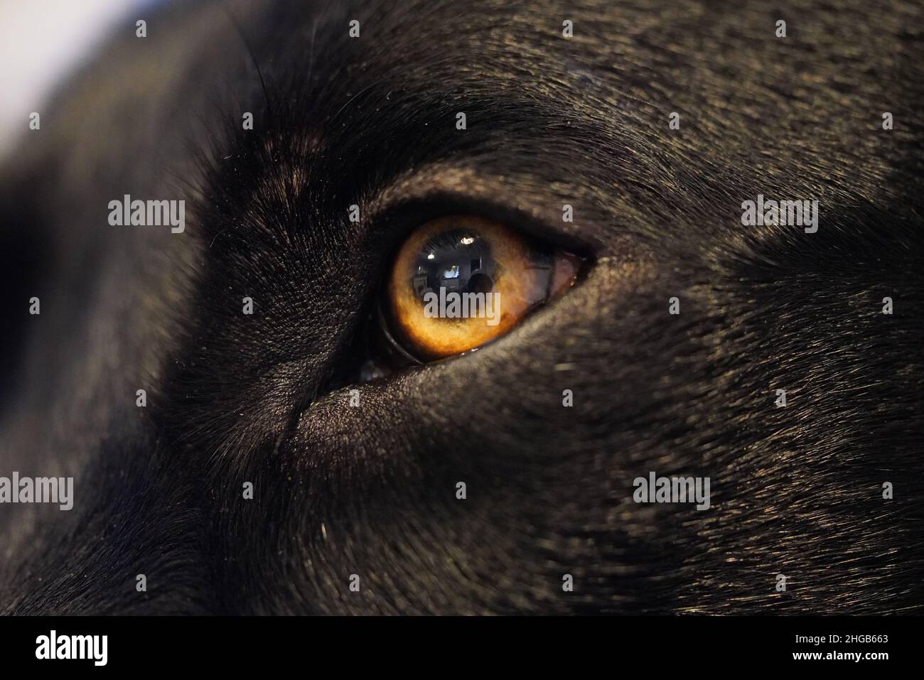 Labrador nero in primo piano con occhi bellissimi Foto Stock