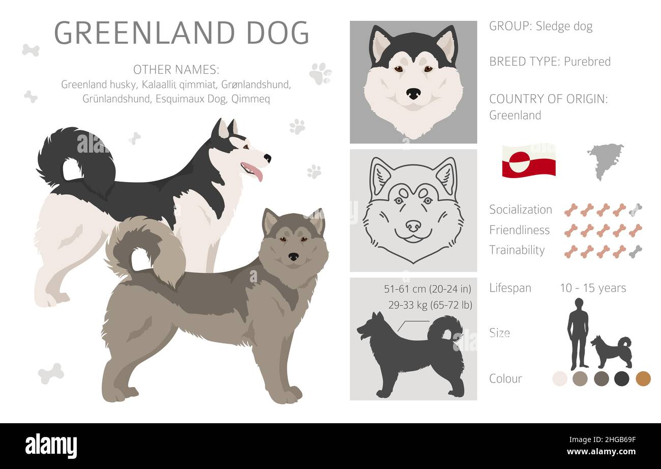 Groenlandia cane clipart. Pose diverse, colori del cappotto impostati. Illustrazione vettoriale Illustrazione Vettoriale