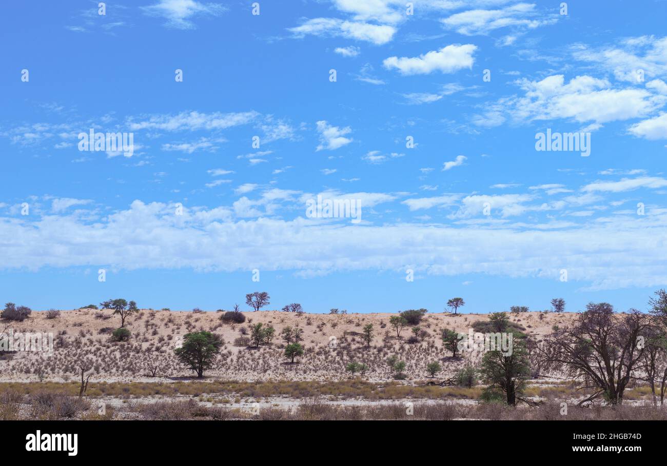 Arido Kgalagadi Paesaggio Foto Stock