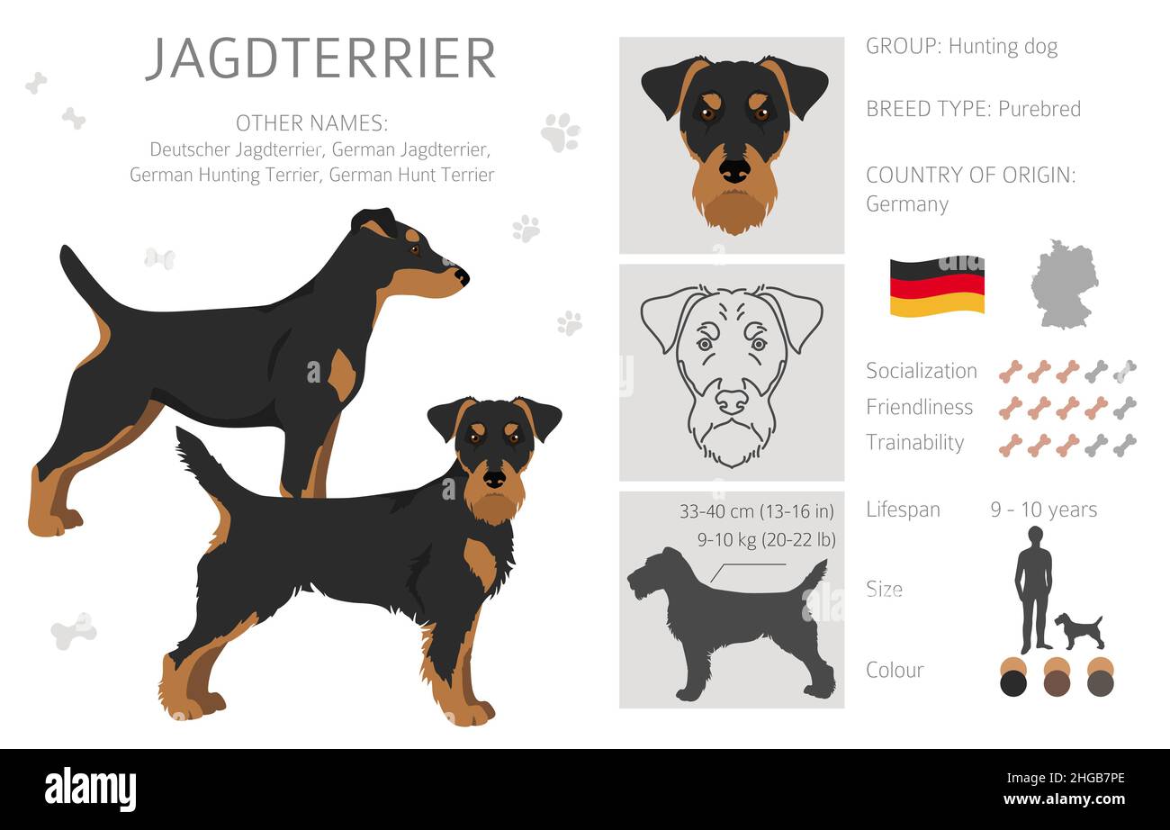 Jagdterrier Clipart. Pose diverse, colori del cappotto impostati. Illustrazione vettoriale Illustrazione Vettoriale