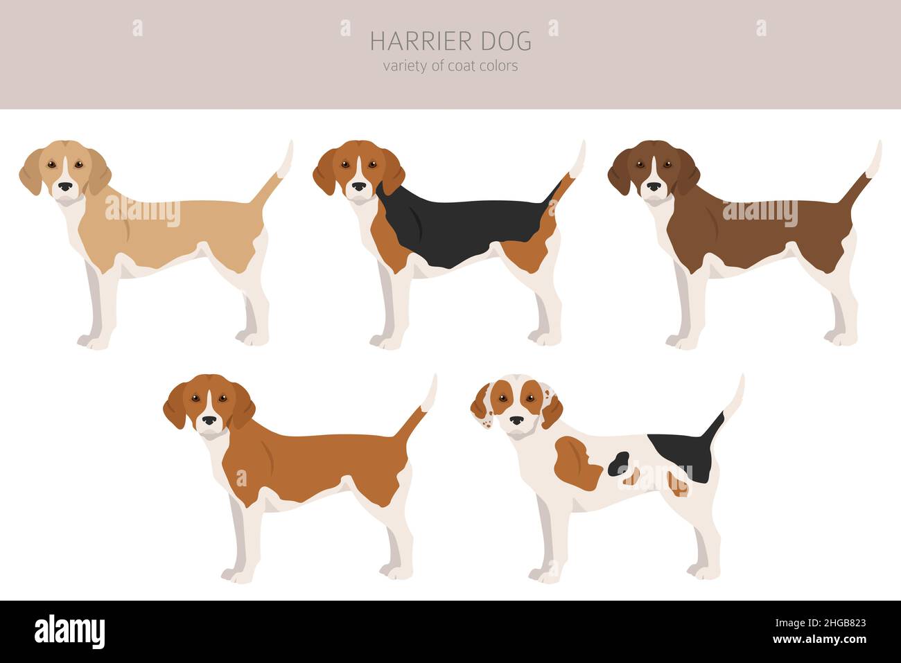 Harrier caglio cane. Pose diverse, colori del cappotto impostati. Illustrazione vettoriale Illustrazione Vettoriale