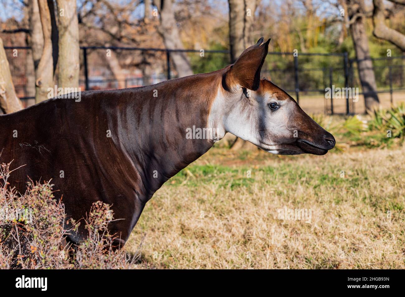 Primo piano di Okapi allo zoo di Oklahoma City Foto Stock