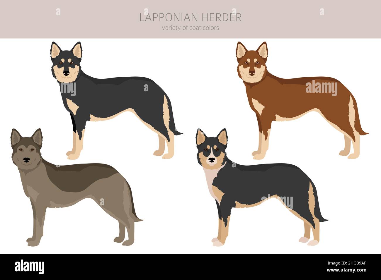 Lapponian Herder Clipart. Pose diverse, colori del cappotto impostati. Illustrazione vettoriale Illustrazione Vettoriale