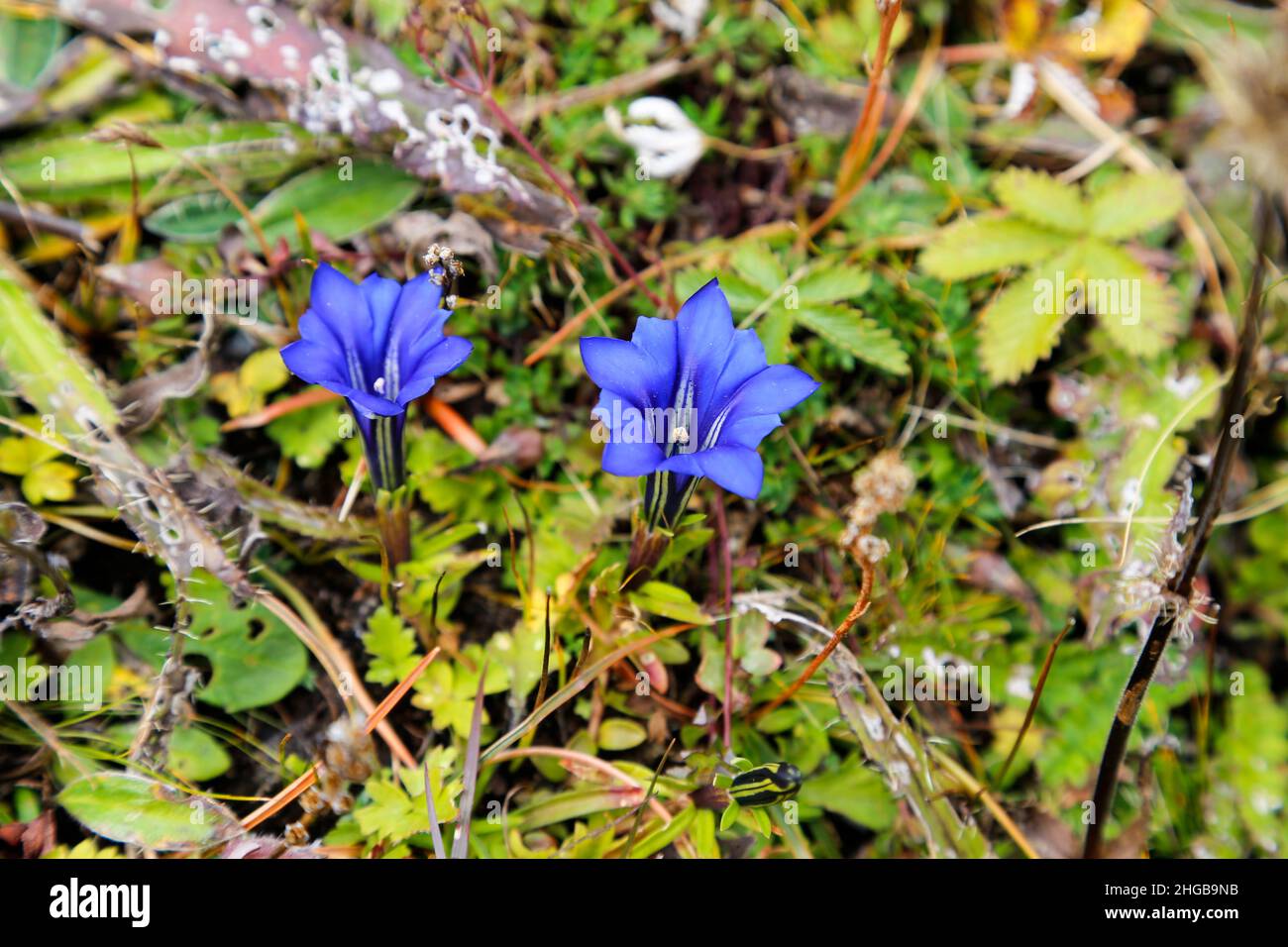 Gentiana seno-ornata (genziana cinese) che cresce sulla Cina occidentale e sul Tibet. Foto Stock