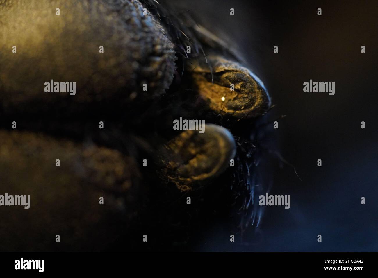 I piedi neri di Labrador si avvicinano Foto Stock