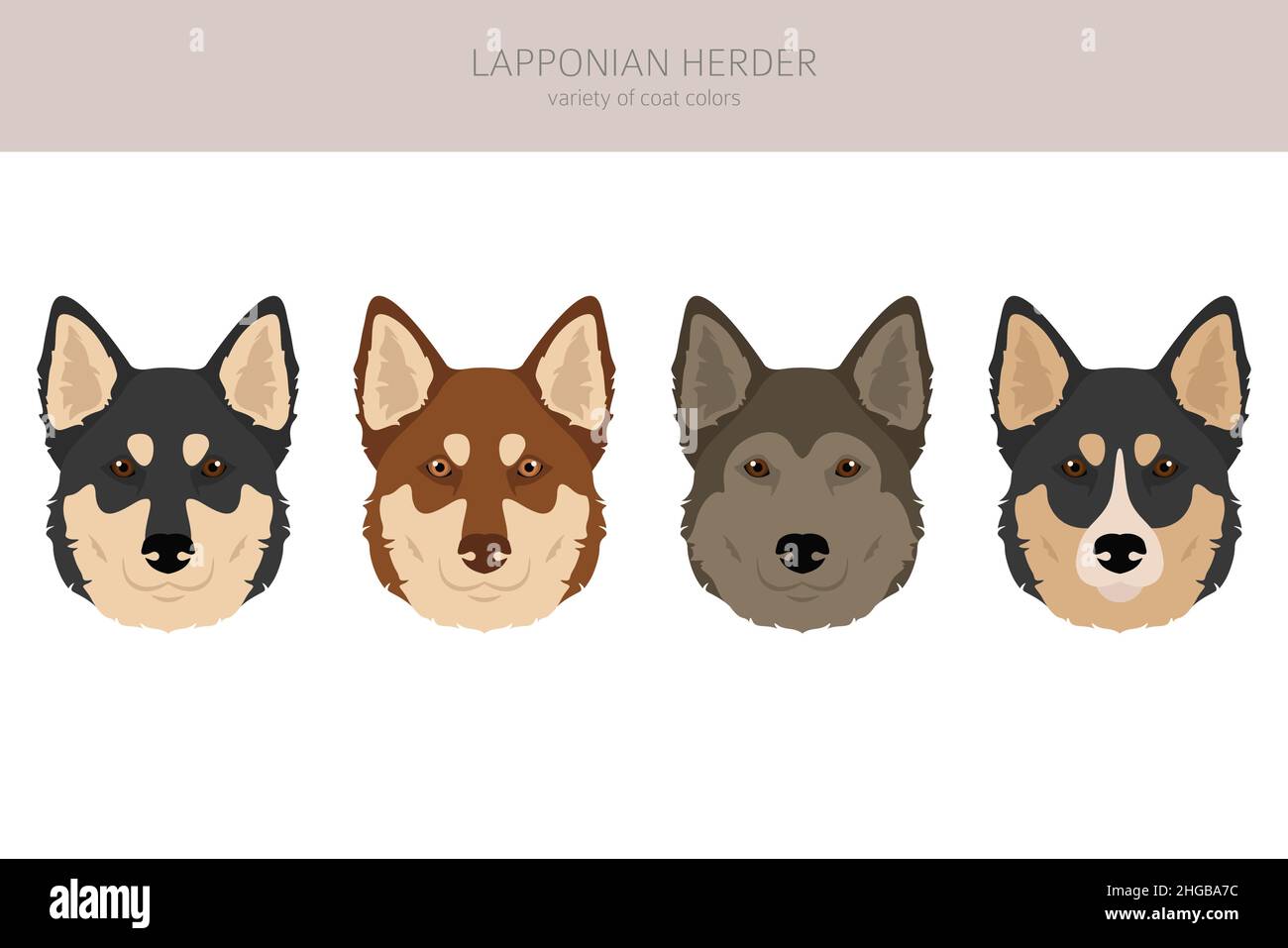 Lapponian Herder Clipart. Pose diverse, colori del cappotto impostati. Illustrazione vettoriale Illustrazione Vettoriale