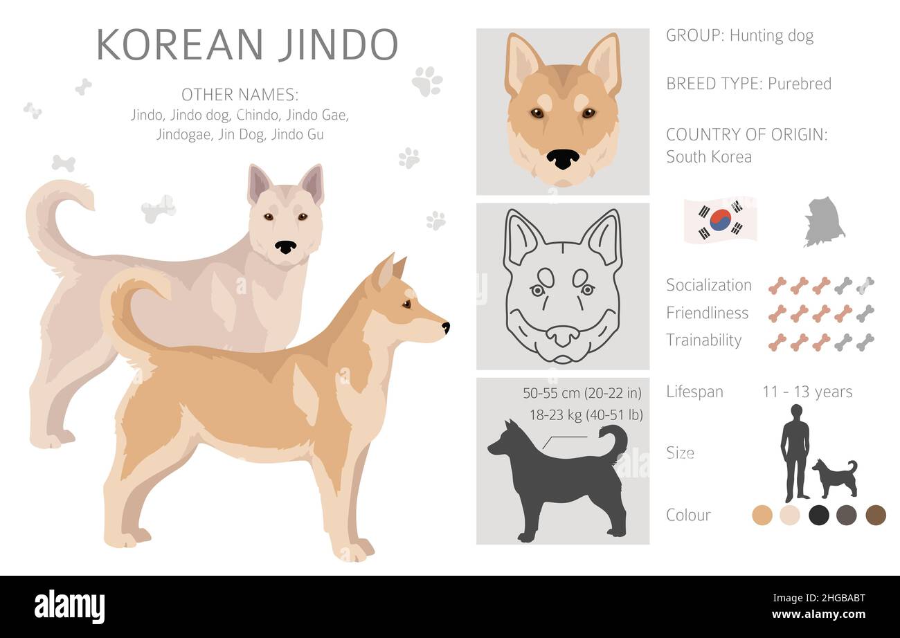 Clitpart Jindo coreano. Pose diverse, colori del cappotto impostati. Illustrazione vettoriale Illustrazione Vettoriale