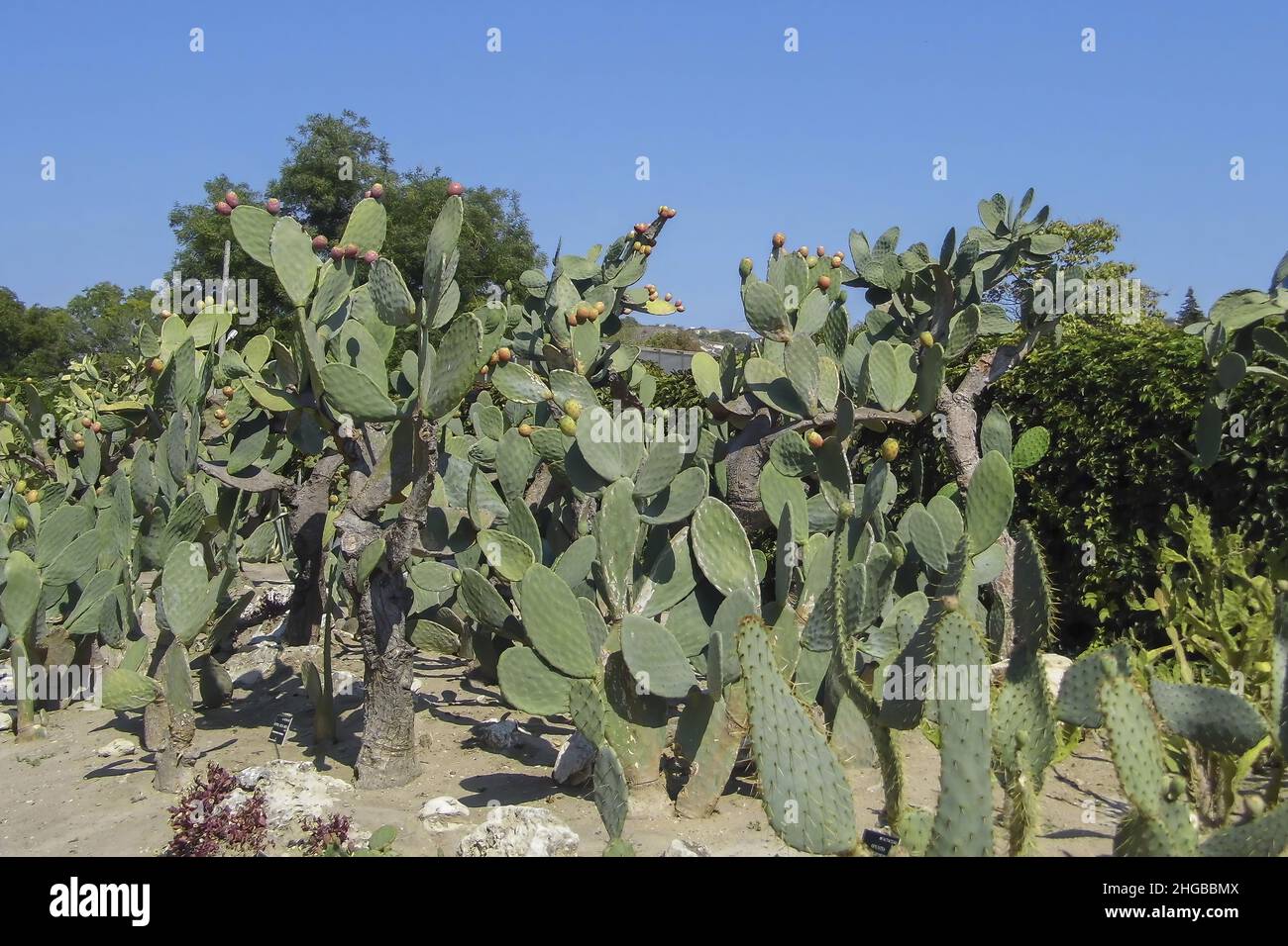Cactus nel giardino botanico di balchik, Bulgaria. Foto Stock