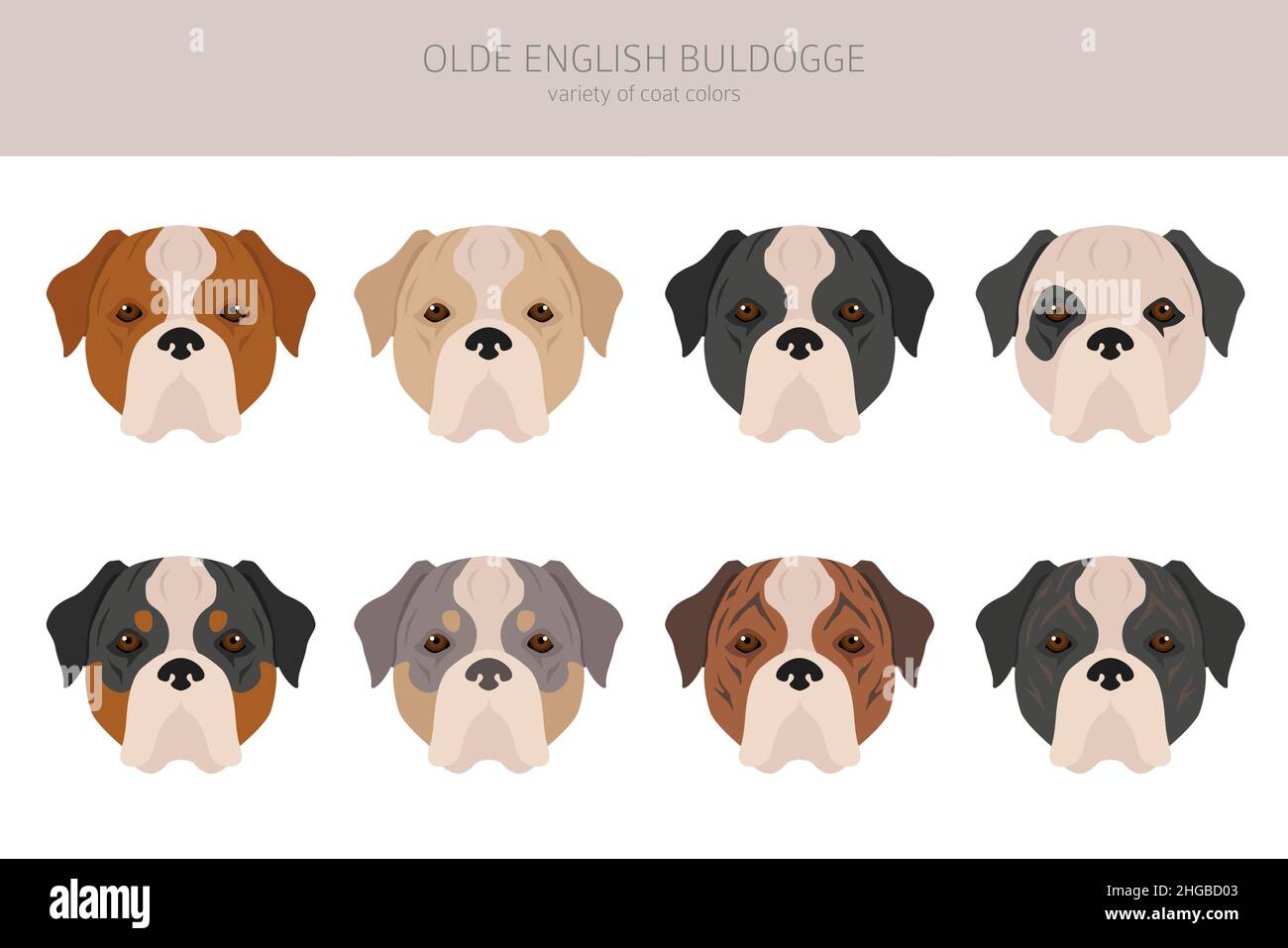 Olde inglese Bulldogge, Leavitt Bulldog Clipart. Pose diverse, colori del cappotto impostati. Illustrazione vettoriale Illustrazione Vettoriale