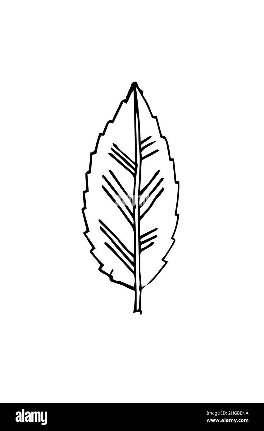Solita foglia di albero. Disegno a mano del contorno. Schizzo isolato su sfondo bianco. Vettore Illustrazione Vettoriale