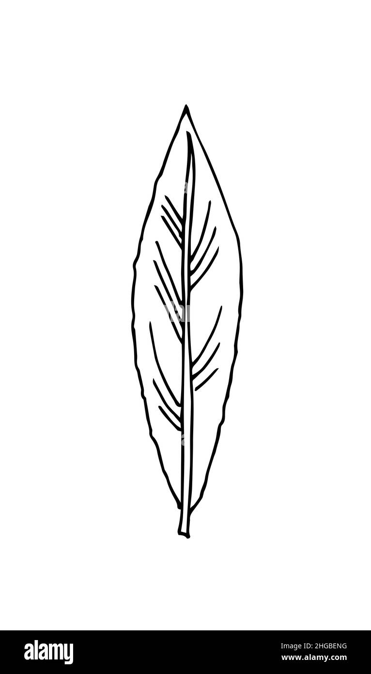 Foglia di albero. Disegno a mano del contorno. Schizzo isolato su sfondo bianco. Vettore Illustrazione Vettoriale
