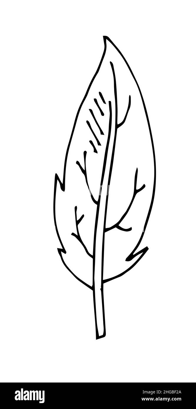 Foglia di albero. Disegno a mano del contorno. Schizzo isolato su sfondo bianco. Vettore Illustrazione Vettoriale
