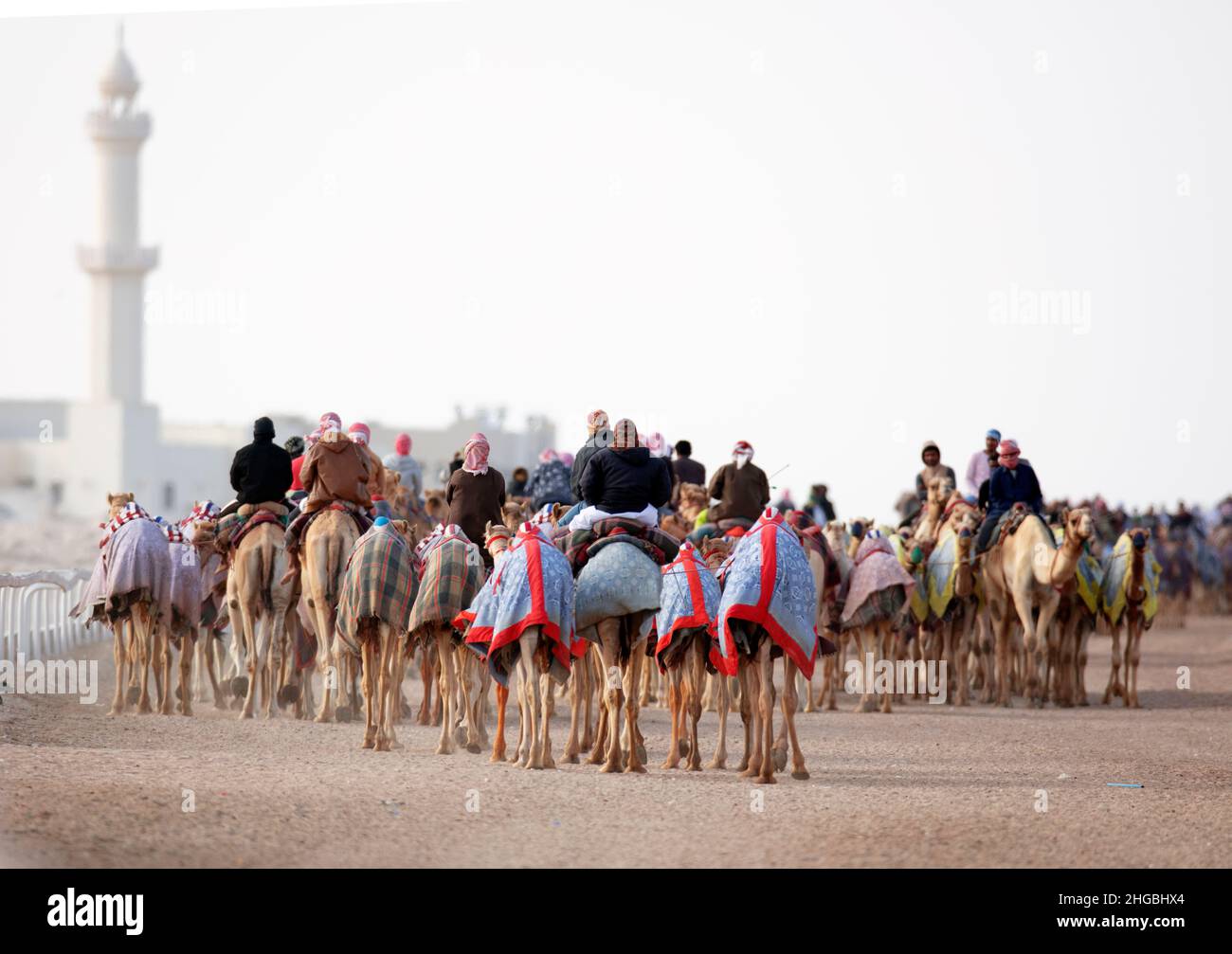 Cammelli arabi in Camel Racing Training Track - Shahanya Doha - QATAR Foto Stock