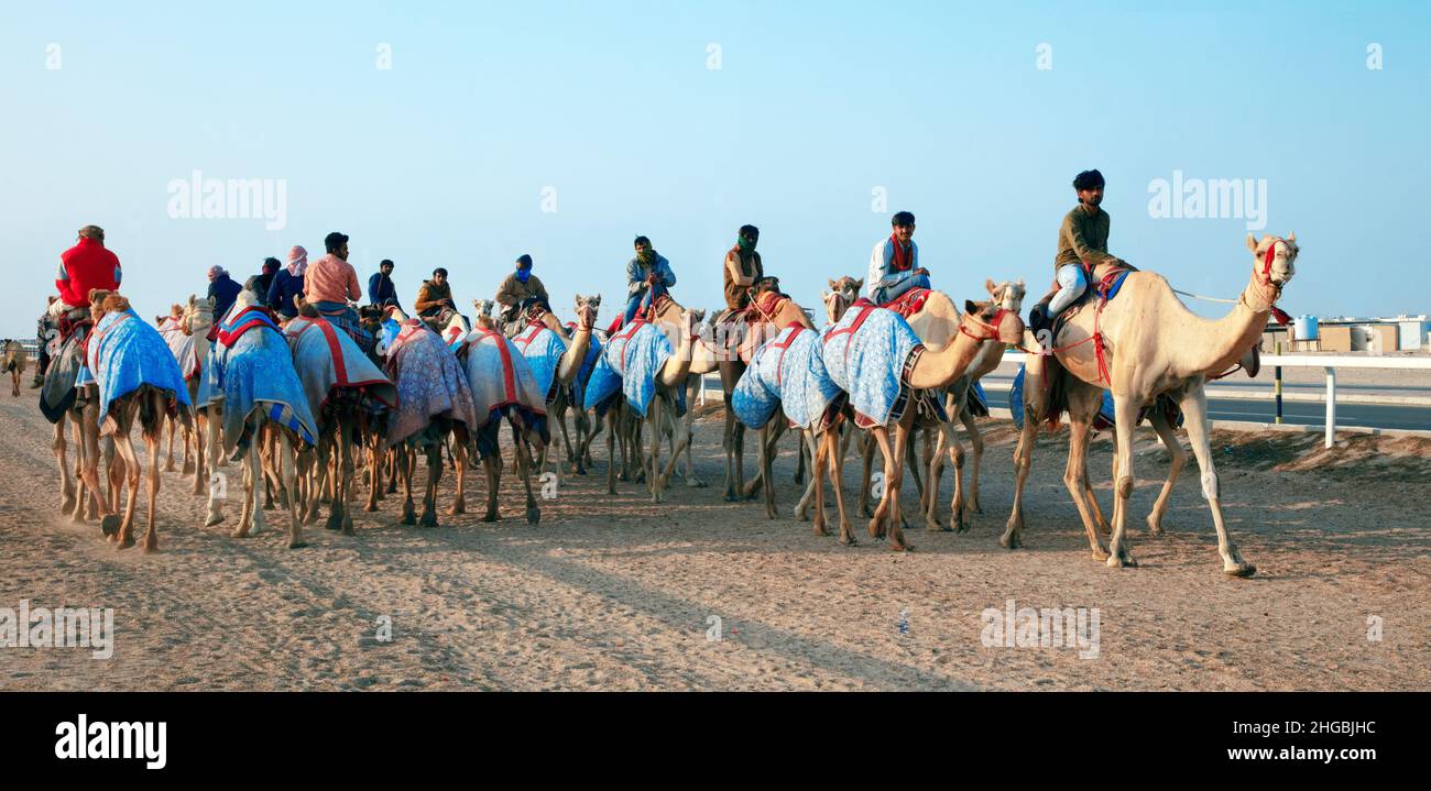 Cammelli arabi in Camel Racing Training Track - Shahanya Doha - QATAR Foto Stock