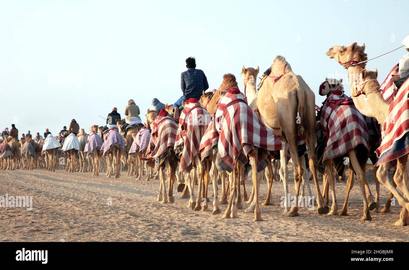 Cammelli arabi in Camel Racing Training Track - Shahanya Doha - QATAR Foto Stock