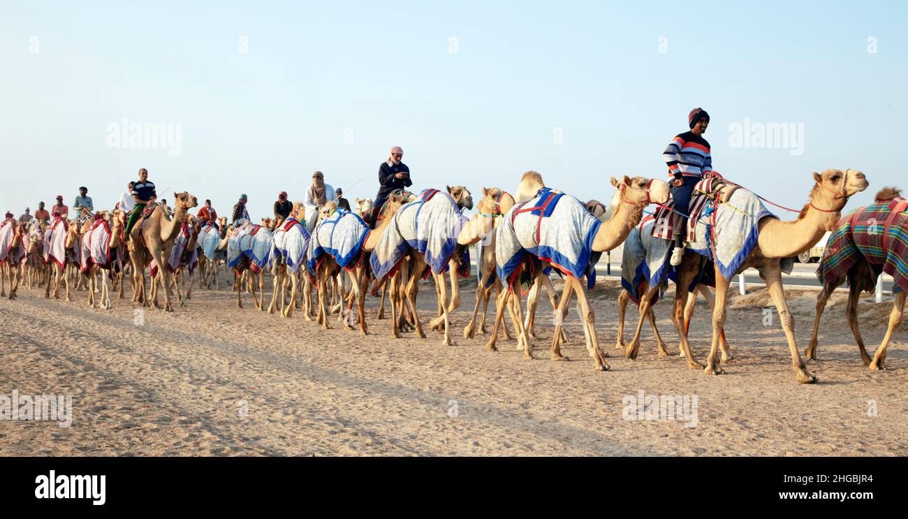 Cammelli arabi in Camel Racing Training Track - Shahanya Doha - QATAR Foto Stock