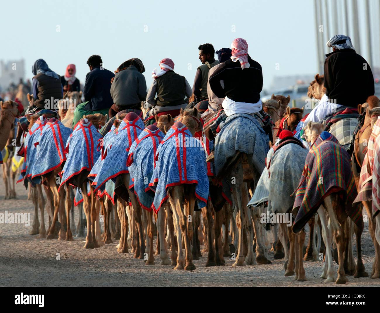Cammelli arabi in Camel Racing Training Track - Shahanya Doha - QATAR Foto Stock