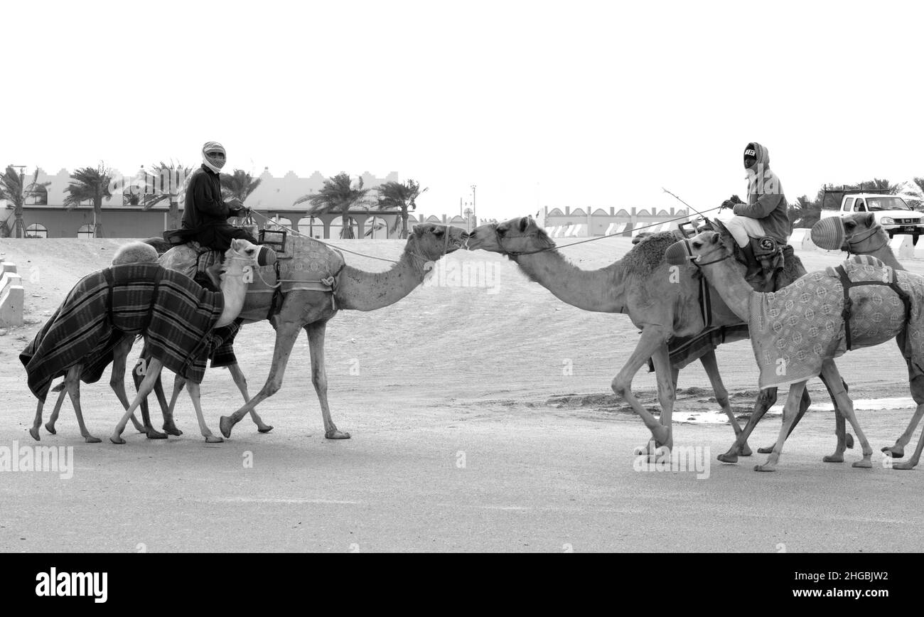 Cammelli arabi in Camel Racing Training Track - Shahanya Doha - QATAR Foto Stock