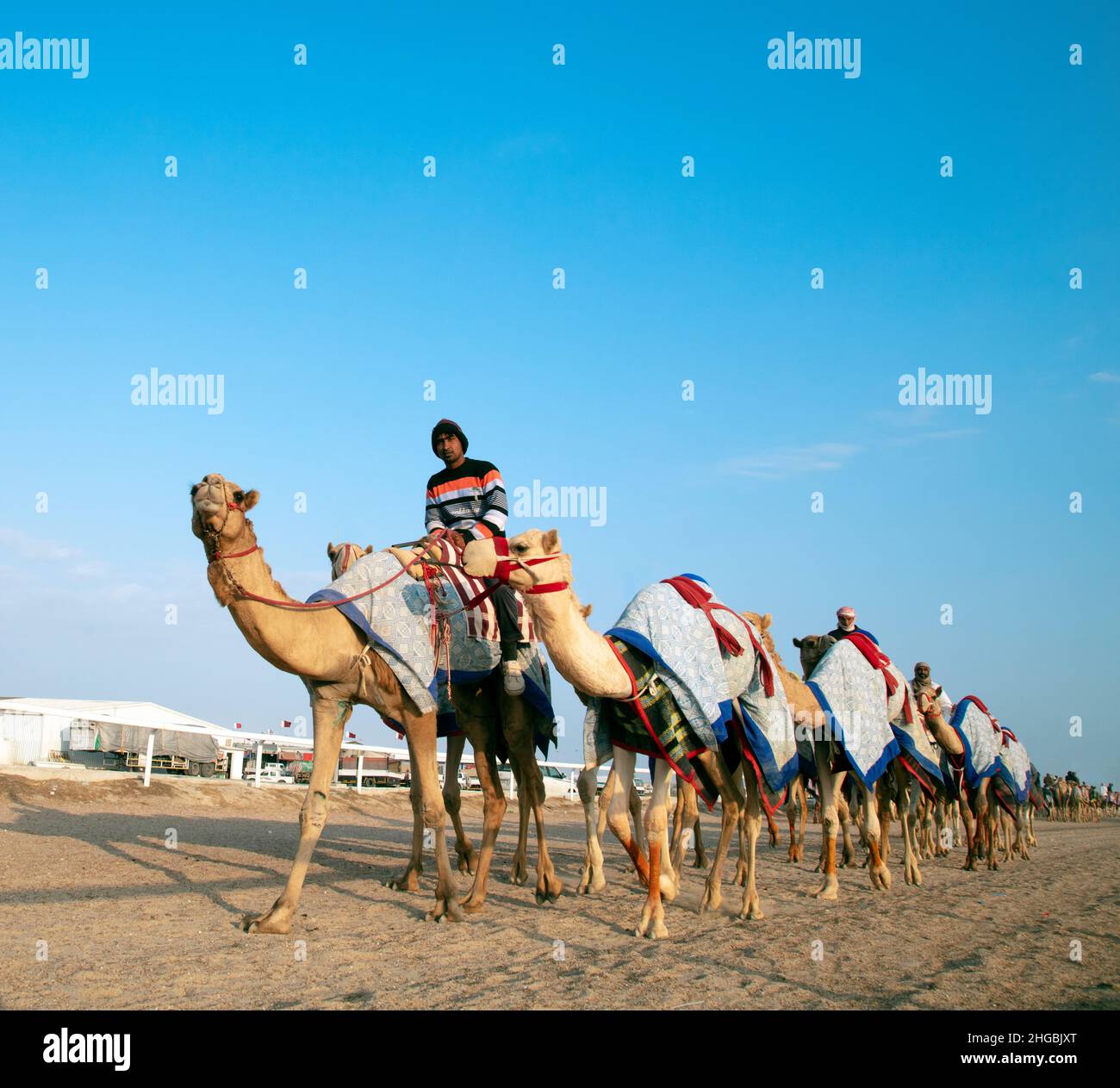 Cammelli arabi in Camel Racing Training Track - Shahanya Doha - QATAR Foto Stock