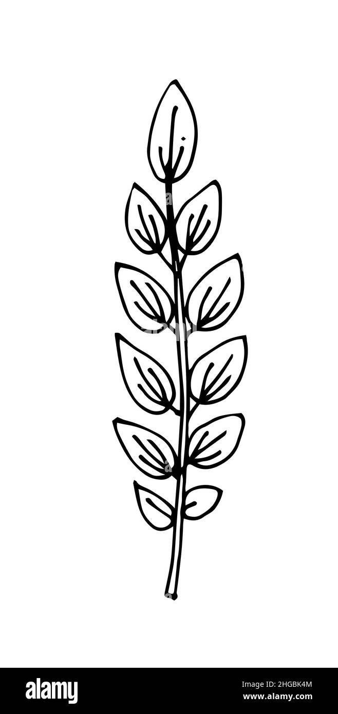 Foglia di albero. Disegno a mano del contorno. Schizzo isolato su sfondo bianco. Vettore Illustrazione Vettoriale