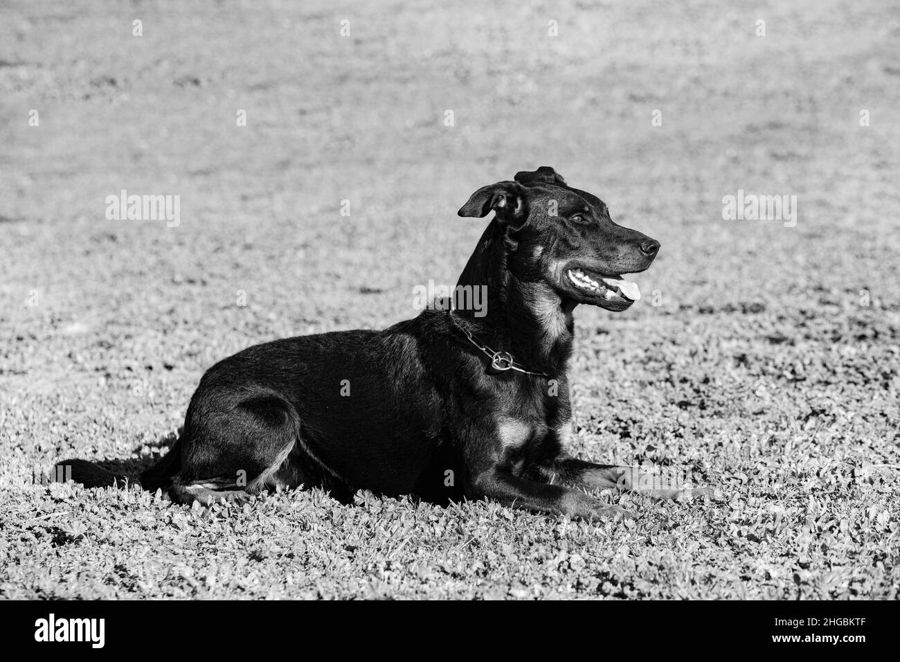 sheepdog da Beauce formazione nella natura per la sicurezza Foto Stock