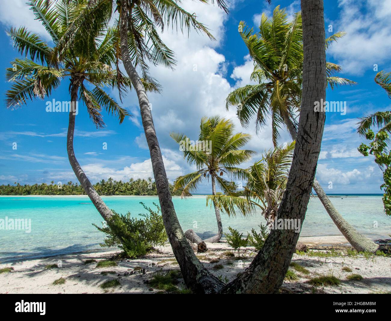 Alberi di palma sulla spiaggia della Laguna Blu all'Atollo di Rangiroa, Polinesia Francese, nel Pacifico del Sud Foto Stock