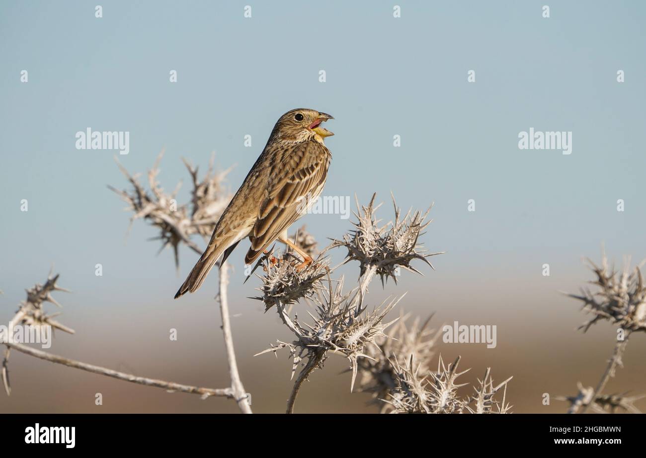 Raccolta di mais (Emberiza calandra) cantando su un cardo secco, Andalusia, Spagna Foto Stock