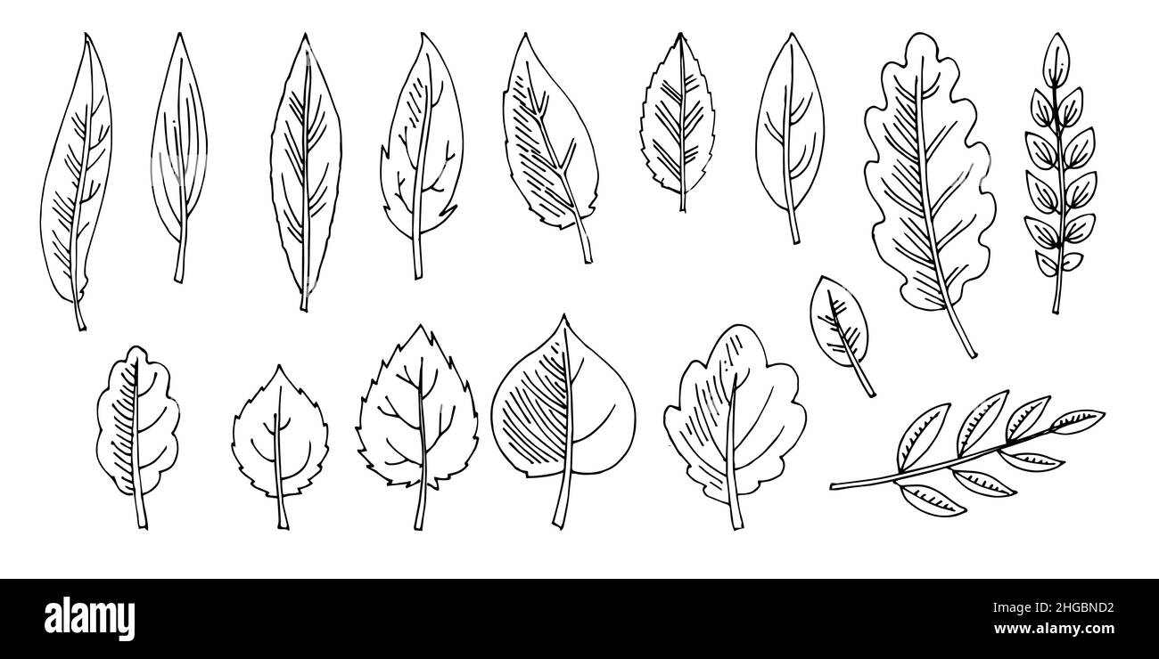 Set di foglie di albero. Disegno a mano del contorno. Schizzo isolato su sfondo bianco. Vettore Illustrazione Vettoriale