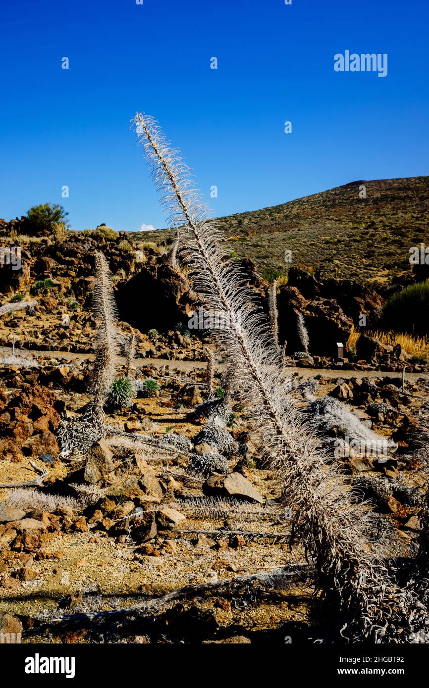 Dettagli della pianta Tajinaste rossa, Echium wildwildpretii, nei pressi di Teide. Foto Stock