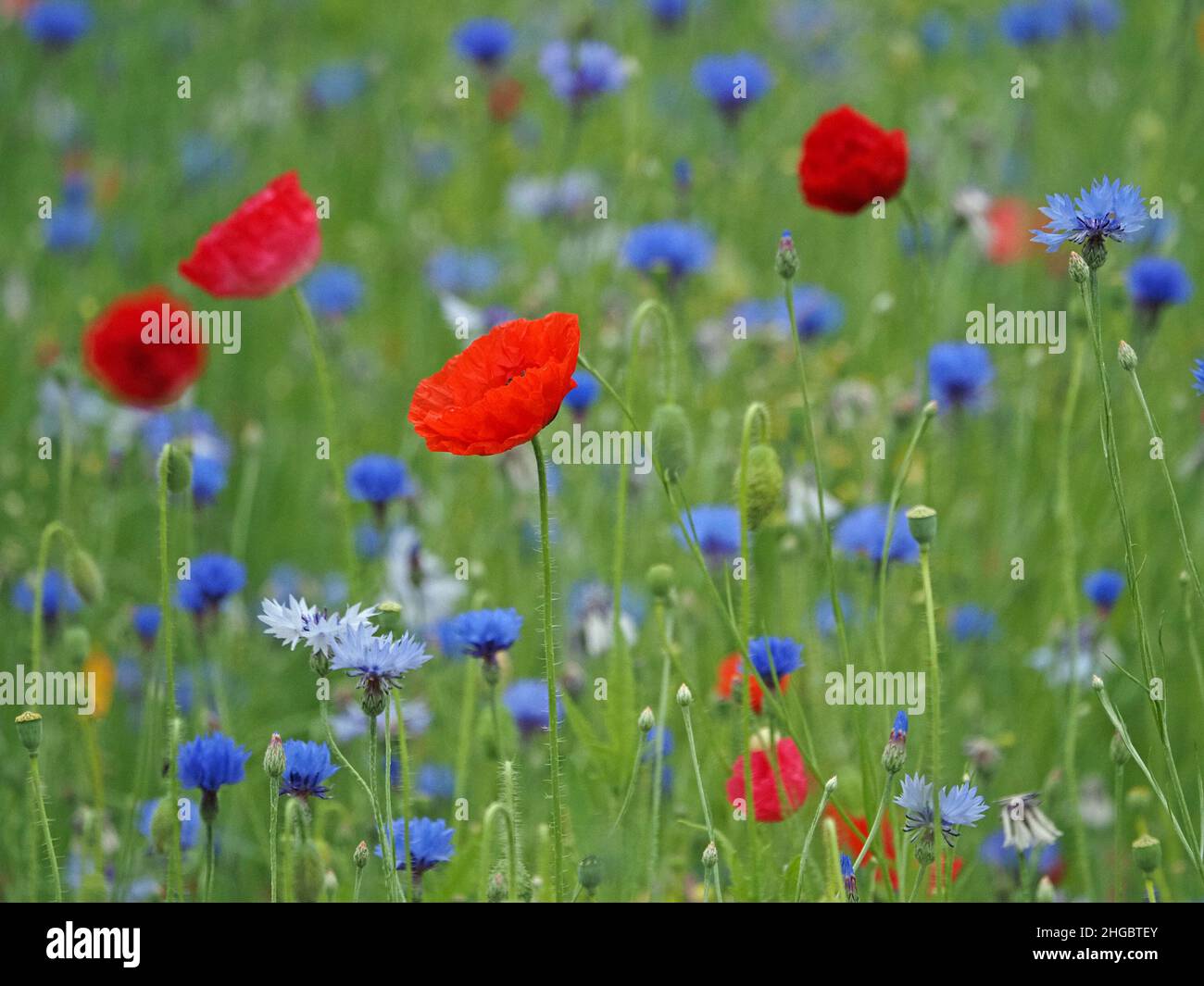 La sommita' di colori luminosi, tra cui rosso vivo di papaveri da campo e blu di fiori di mais in un prato seminato di 'fiori selvatici' in Perthshire, Scozia, Regno Unito Foto Stock