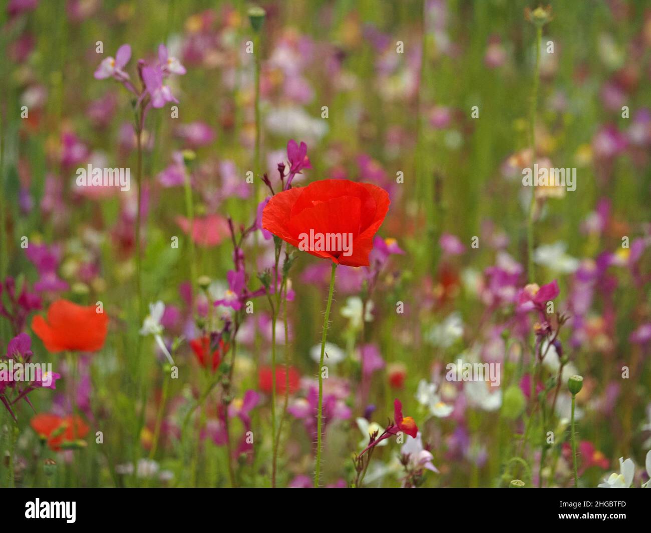 Colori brillanti, tra cui rosso vivo di papaveri da campo, rosa, viola e bianco in un prato seminato di 'fiori selvatici' nel Perthshire, Scozia, Regno Unito Foto Stock
