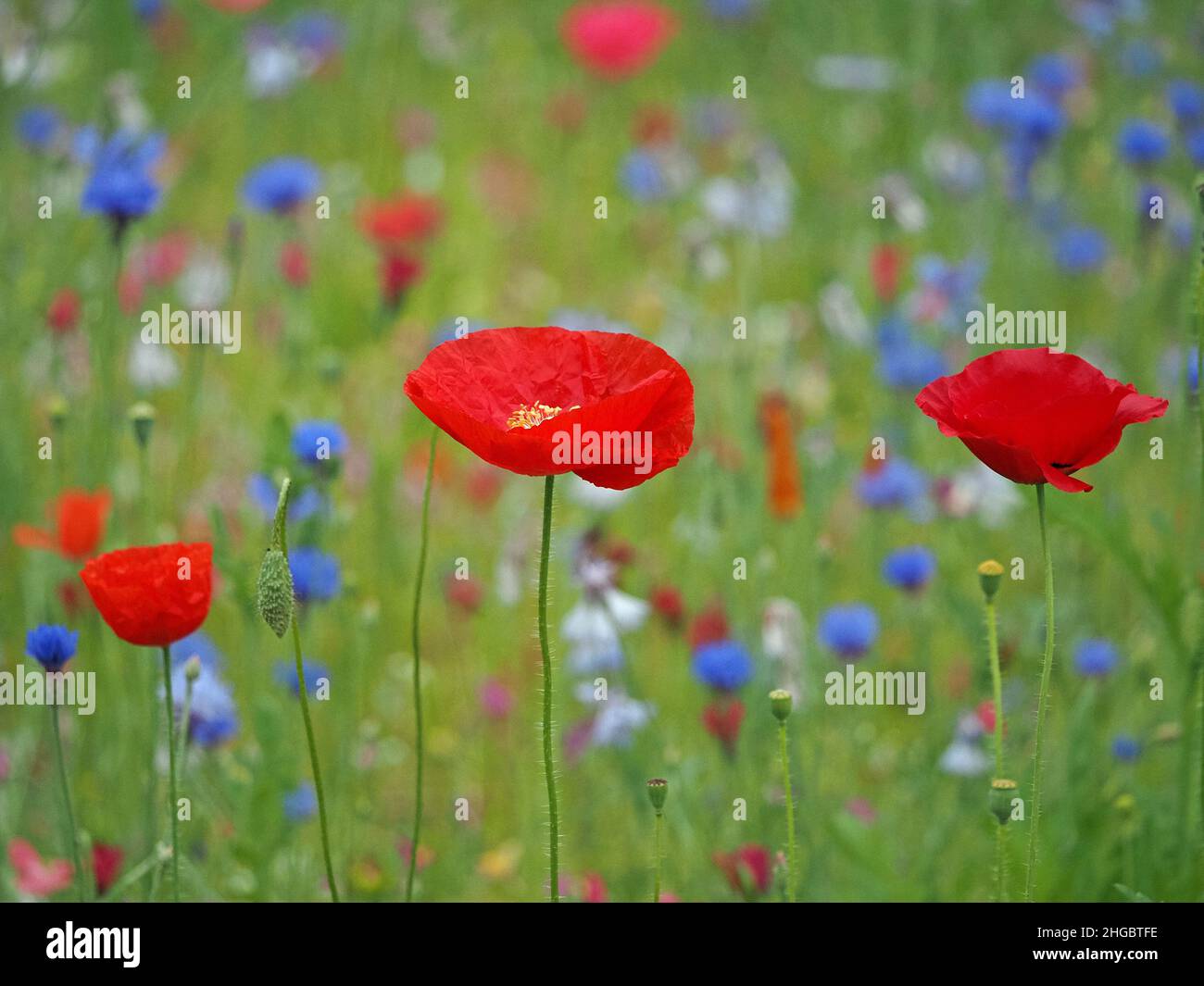 La sommita' di colori luminosi, tra cui rosso vivo di papaveri da campo e blu di fiori di mais in un prato seminato di 'fiori selvatici' in Perthshire, Scozia, Regno Unito Foto Stock