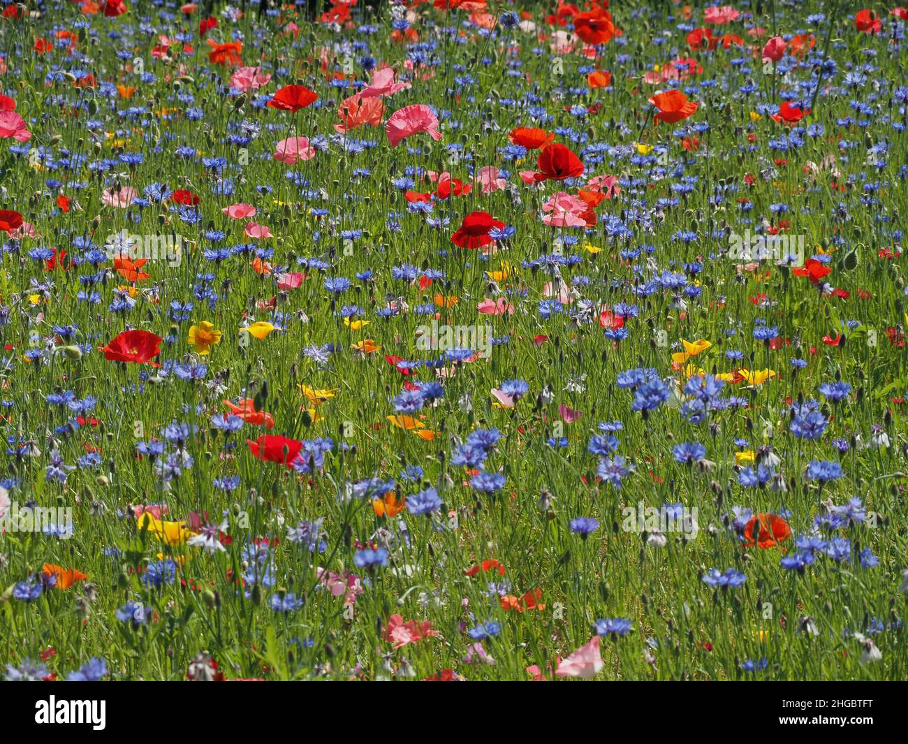 La sommita' di colori luminosi, tra cui rosso vivo di papaveri da campo e blu di fiori di mais in un prato seminato di 'fiori selvatici' in Perthshire, Scozia, Regno Unito Foto Stock