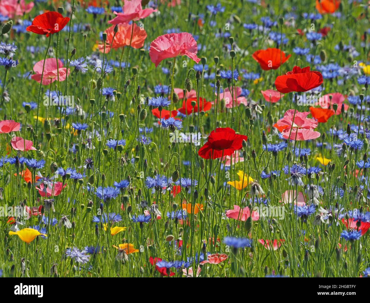 La sommita' di colori luminosi, tra cui rosso vivo di papaveri da campo e blu di fiori di mais in un prato seminato di 'fiori selvatici' in Perthshire, Scozia, Regno Unito Foto Stock