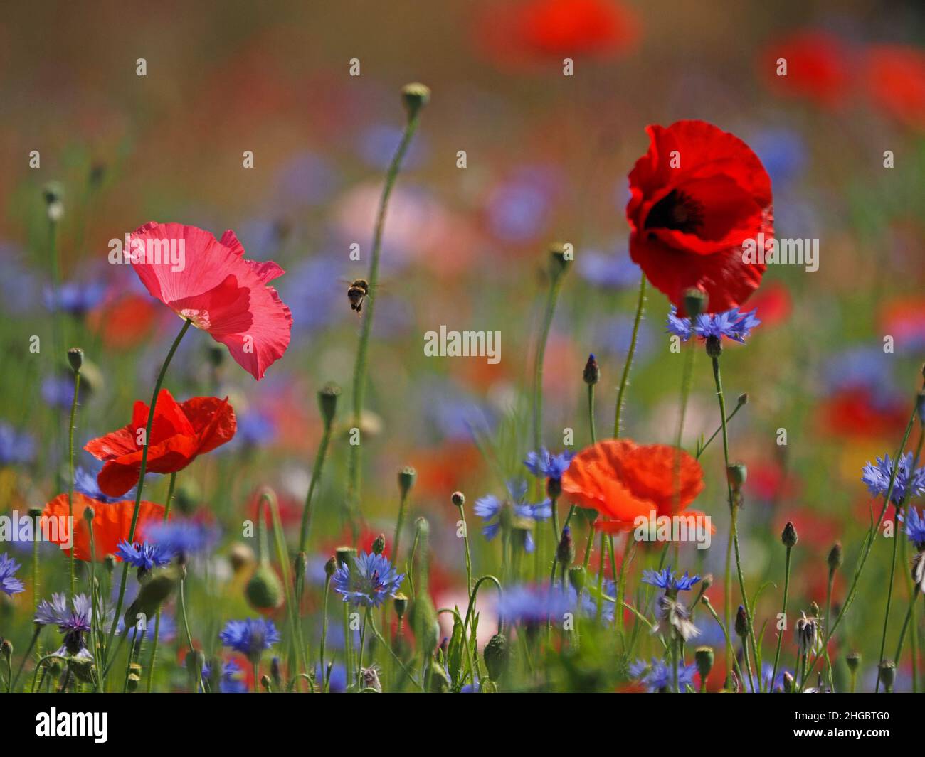 La sommita' di colori luminosi, tra cui rosso vivo di papaveri da campo e blu di fiori di mais in un prato seminato di 'fiori selvatici' in Perthshire, Scozia, Regno Unito Foto Stock