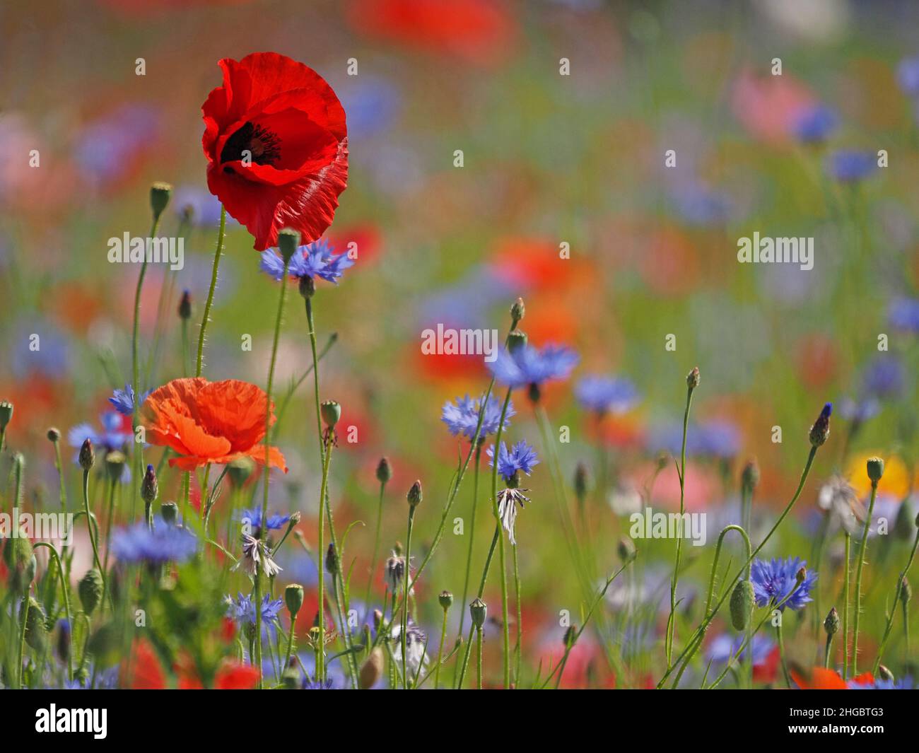 La sommita' di colori luminosi, tra cui rosso vivo di papaveri da campo e blu di fiori di mais in un prato seminato di 'fiori selvatici' in Perthshire, Scozia, Regno Unito Foto Stock