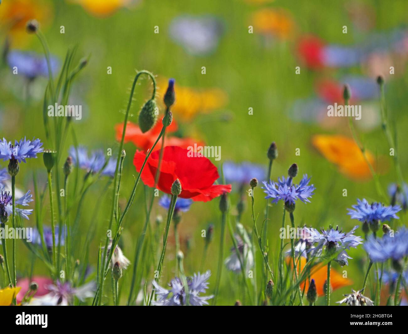 La sommita' di colori luminosi, tra cui rosso vivo di papaveri da campo e blu di fiori di mais in un prato seminato di 'fiori selvatici' in Perthshire, Scozia, Regno Unito Foto Stock