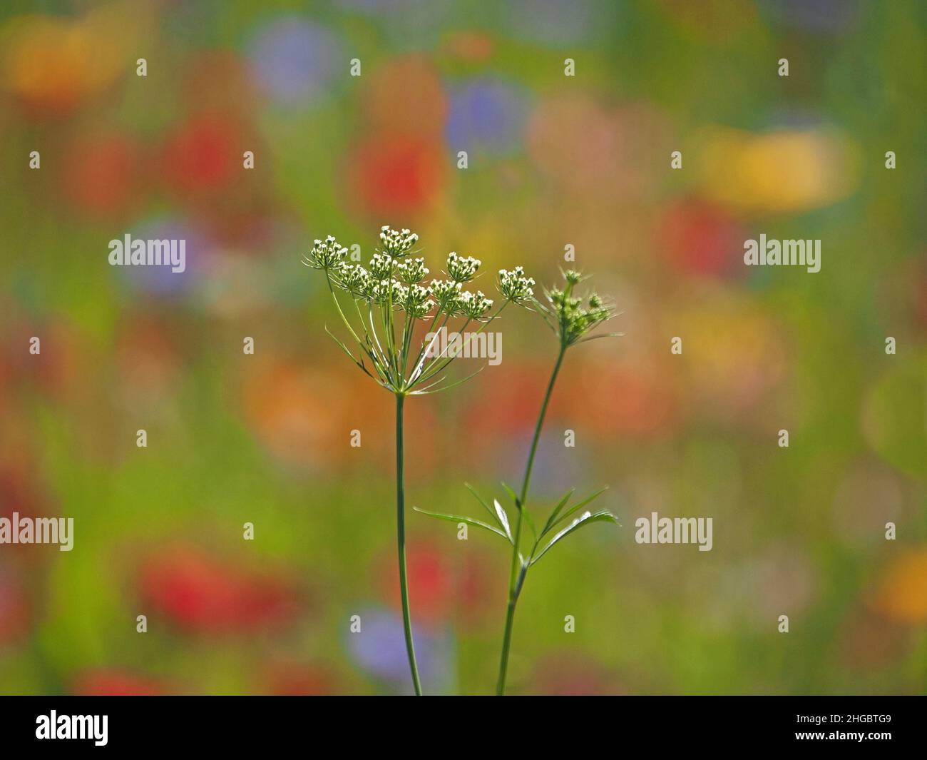 Colori luminosi tra cui papaveri di campo rosso e fiori di mais blu come sfondo a umbellifer bianco in seminato 'wildflower' prato - Perthshire, Scozia, Regno Unito Foto Stock