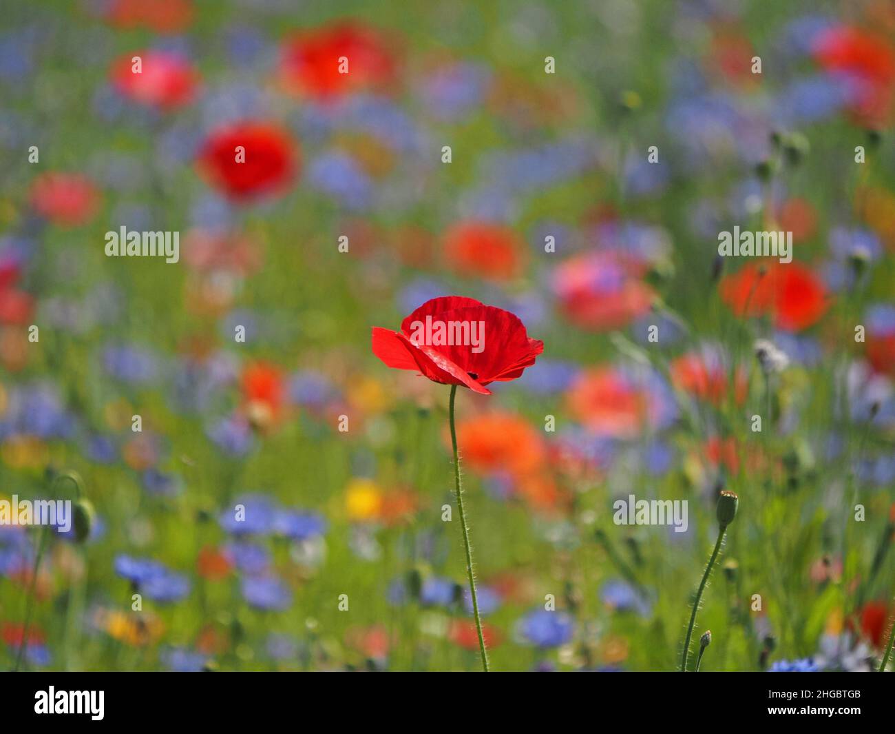 La sommita' di colori luminosi, tra cui rosso vivo di papaveri da campo e blu di fiori di mais in un prato seminato di 'fiori selvatici' in Perthshire, Scozia, Regno Unito Foto Stock