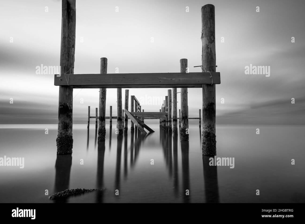 Live Oaks, Blue Hour, Pilings, Golfo del Messico, USA Foto Stock