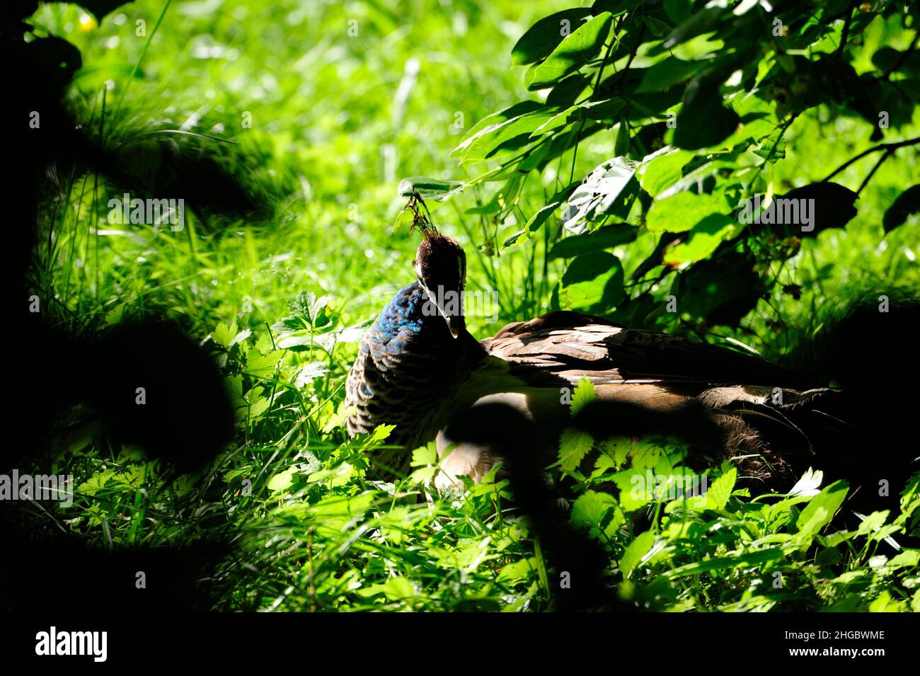 Peacock (pavo cristatus).in Alvesrode uccelli hanno i loro luoghi di nidificazione Foto Stock
