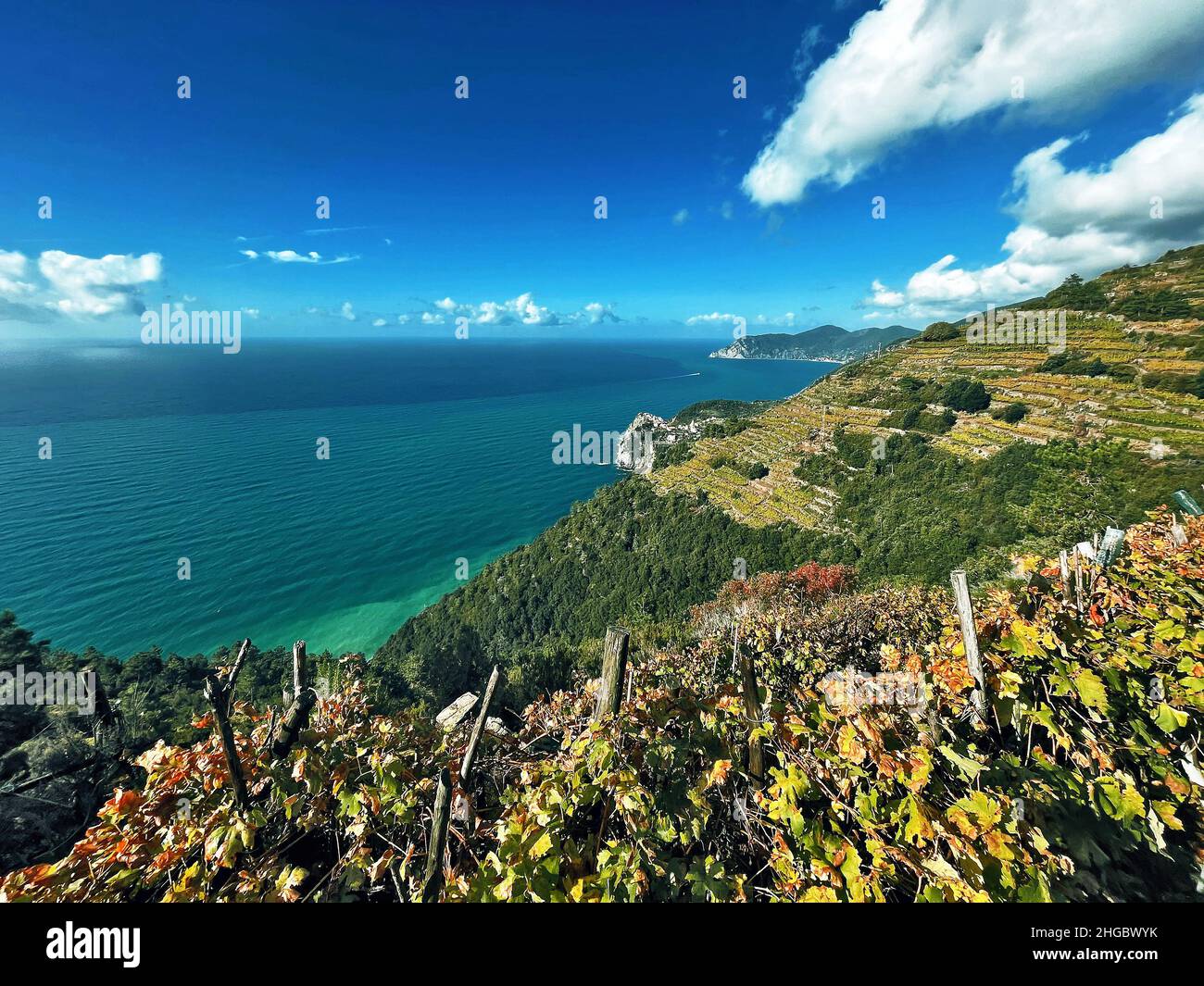 Panorama sulle uve da vino delle cinque Terre, Liguria, Corniglia, Italia Foto Stock