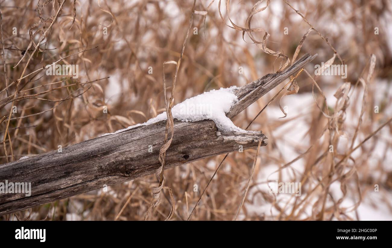 Primo piano di neve seduta su un vecchio albero caduto che si trova a terra in un campo di erba selvaggia alto in un freddo giorno di dicembre. Foto Stock