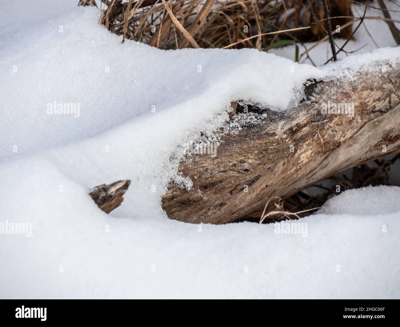 Primo piano di neve seduta su un vecchio albero caduto che si trova a terra in un campo di erba selvaggia alto in un freddo giorno di dicembre. Foto Stock