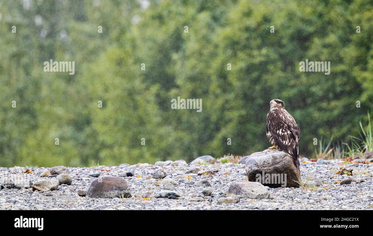 Aquila calva giovanile, leucocephalus di Haliaeetus, nella pioggia, Parco Nazionale di Glacier Bay, Alaska sud-orientale, Stati Uniti. Foto Stock