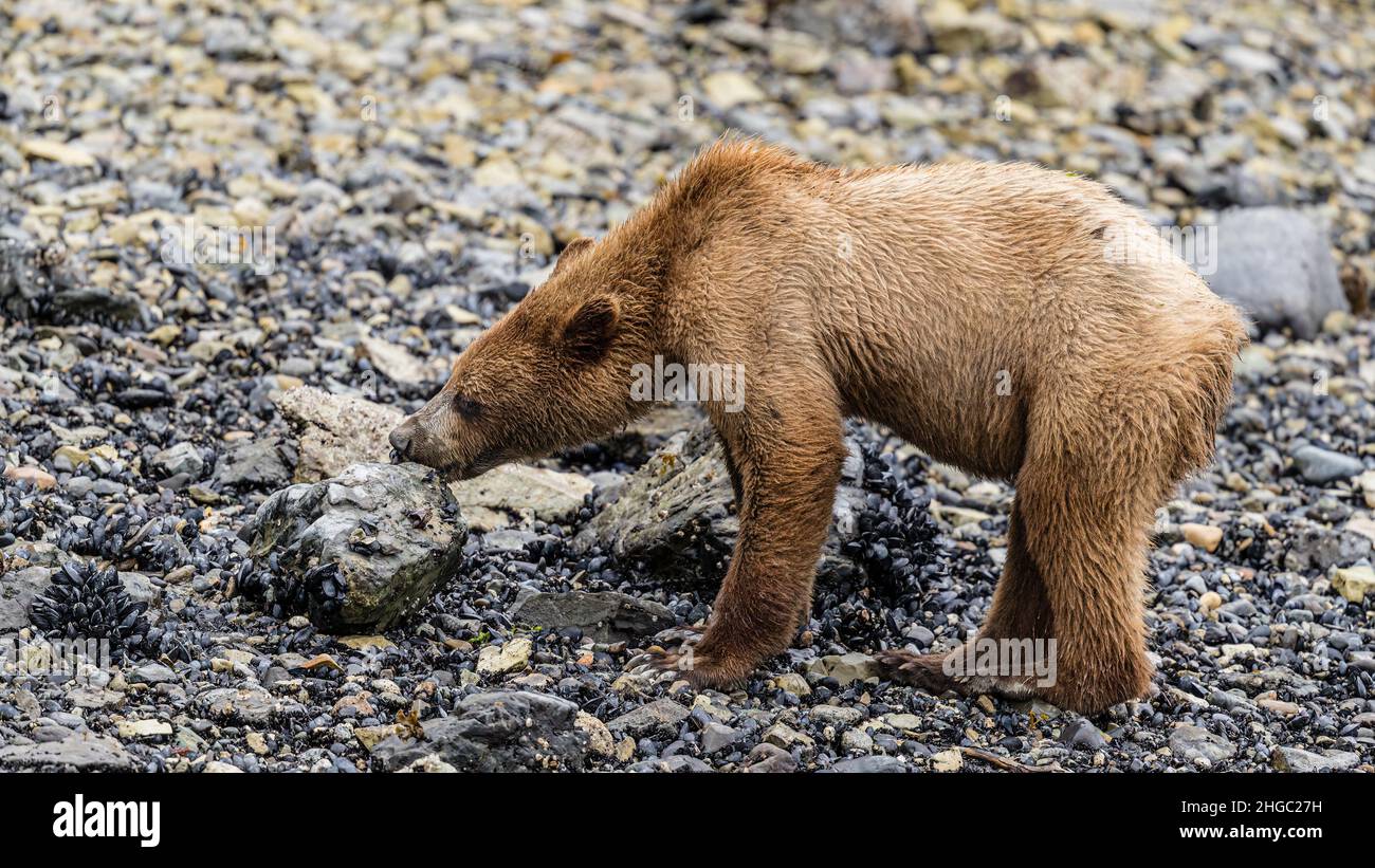 Giovane orso bruno, arctos di Ursus, foraging per invertebrati a bassa marea nel Parco Nazionale di Glacier Bay, Alaska, Stati Uniti. Foto Stock