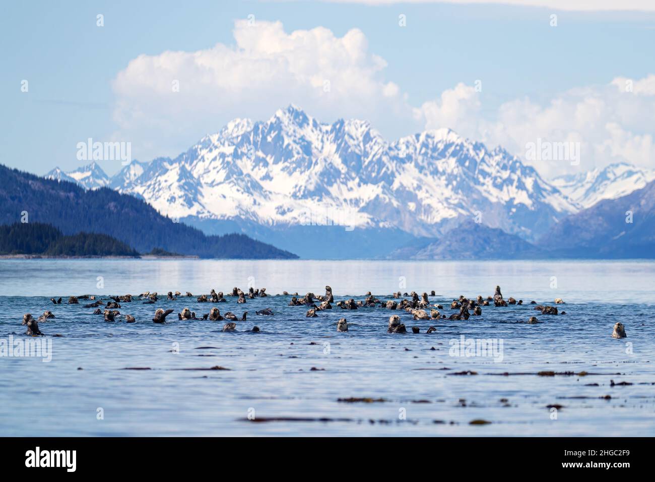 Lontre marine, Enidra lutris, nel gruppo Beardslee Island nel Glacier Bay National Park, nell'Alaska sud-orientale, USA. Foto Stock