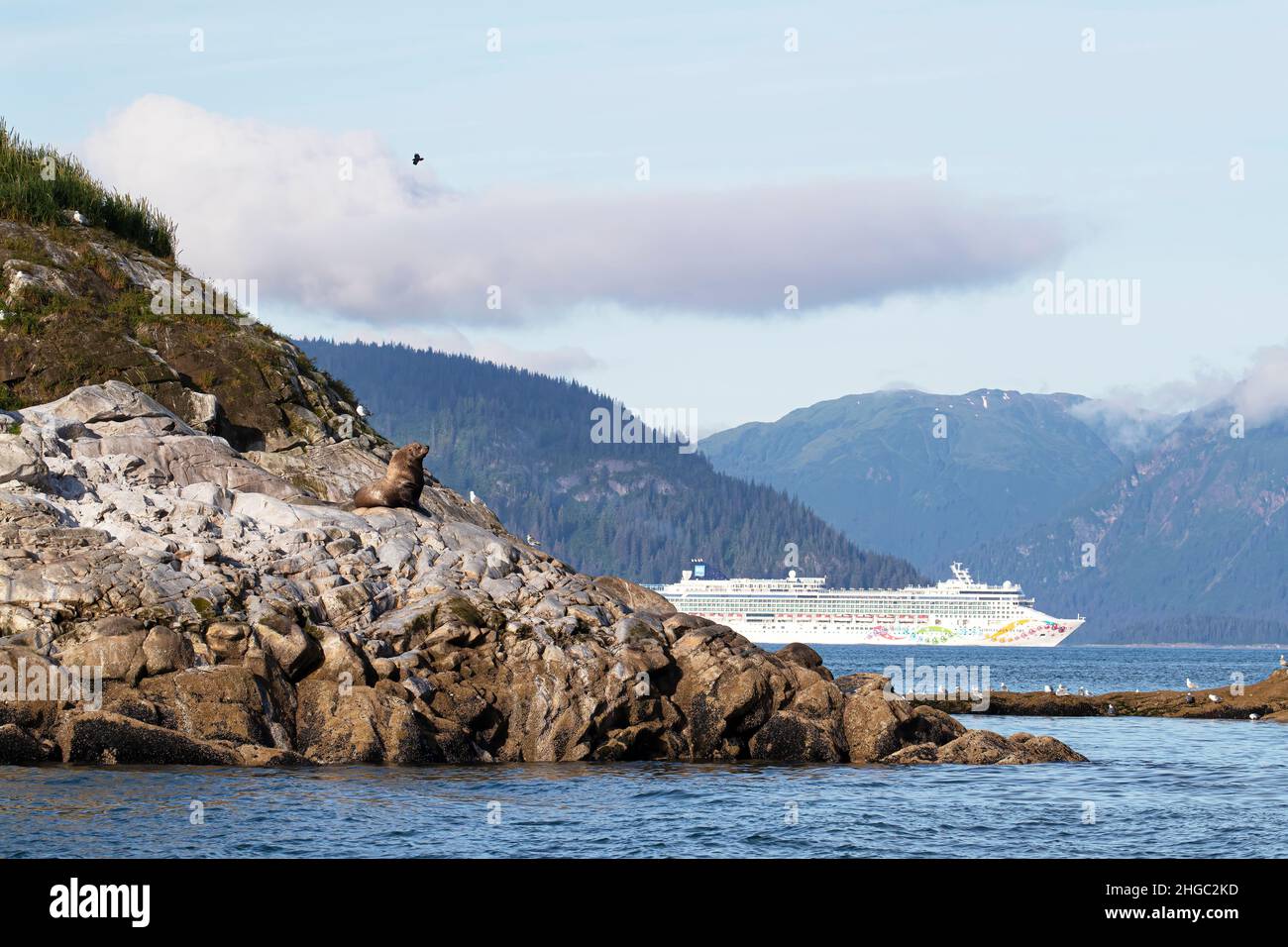 Steller leone marino, Eumetopias jubatus, haul out sito con nave da crociera, South Marble Islands, Glacier Bay National Park, Alaska, USA. Foto Stock