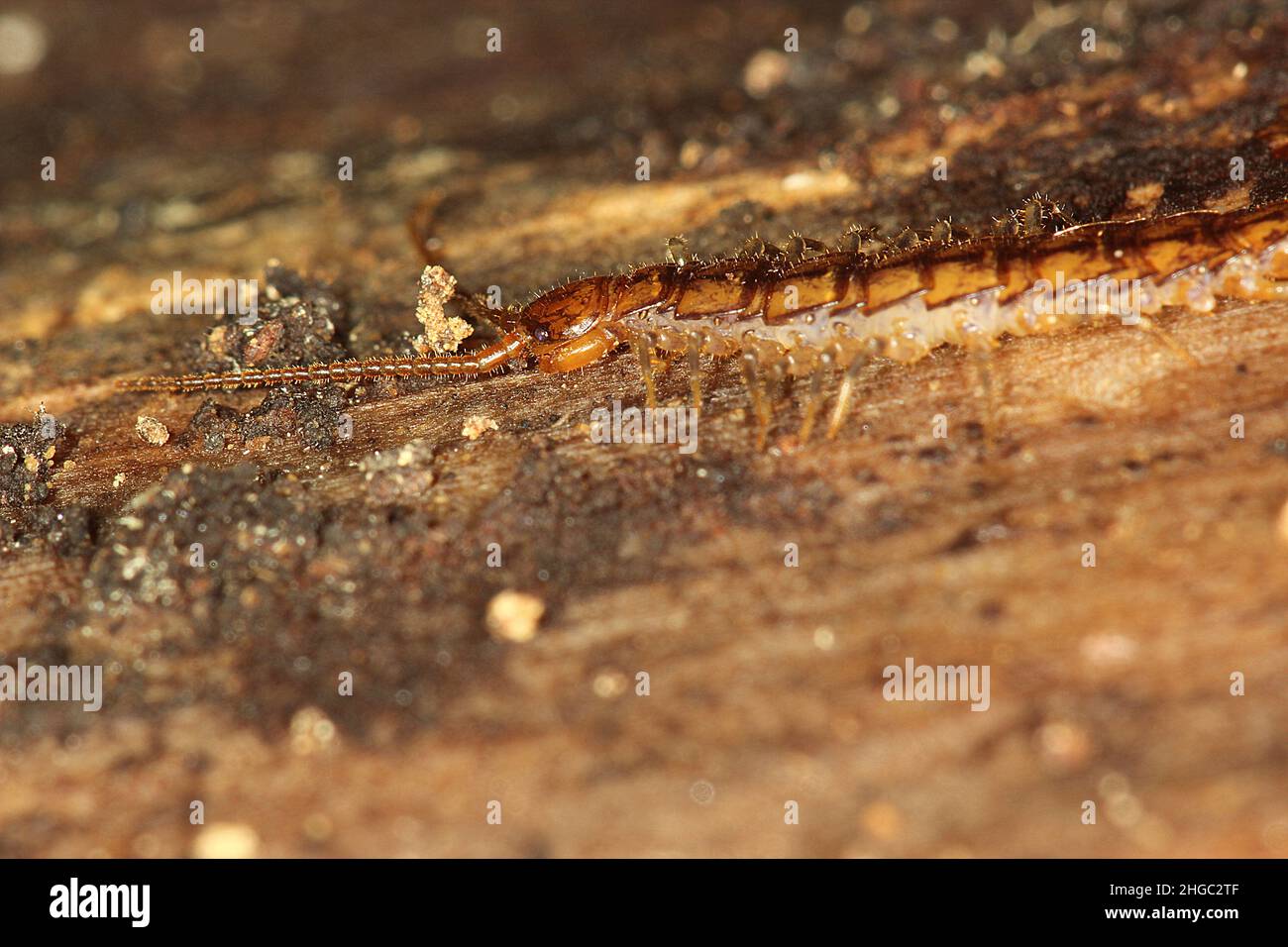 Pietra Centipede (Ordine Lithobiomorfa) Foto Stock